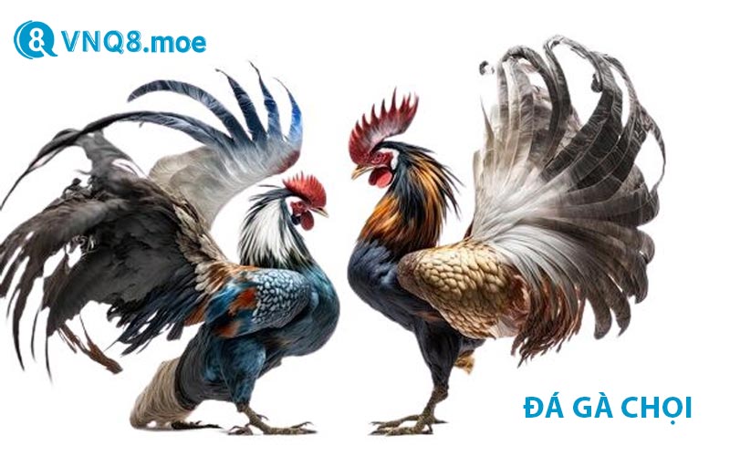 Đá gà chọi VNQ8