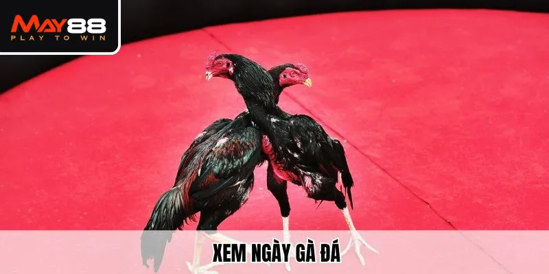 Cùng May88 xem ngày gà đá