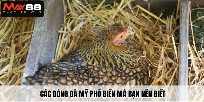 Các dòng gà mỹ phổ biến mà bạn nên biết
