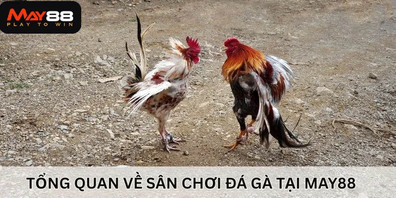 Tổng quan về sân chơi đá gà tại nhà cái uy tín top 1